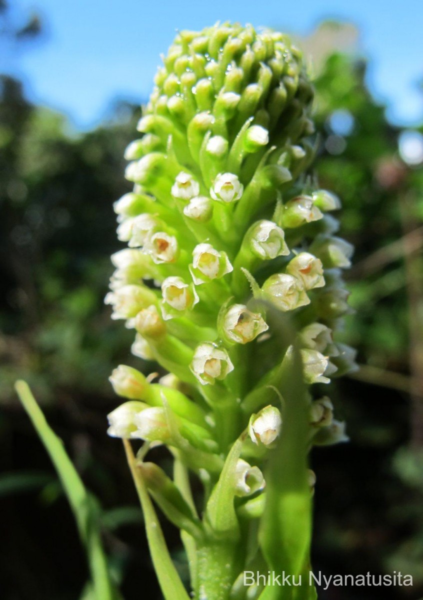 Goodyera procera (Ker Gawl.) Hook.